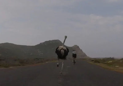 Bild: Top 5 Youtube Videos - Animals vs Cyclists