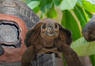 Bild: Quad Lock × IOTA: How Our Mounts Support Tortoise GPS Research